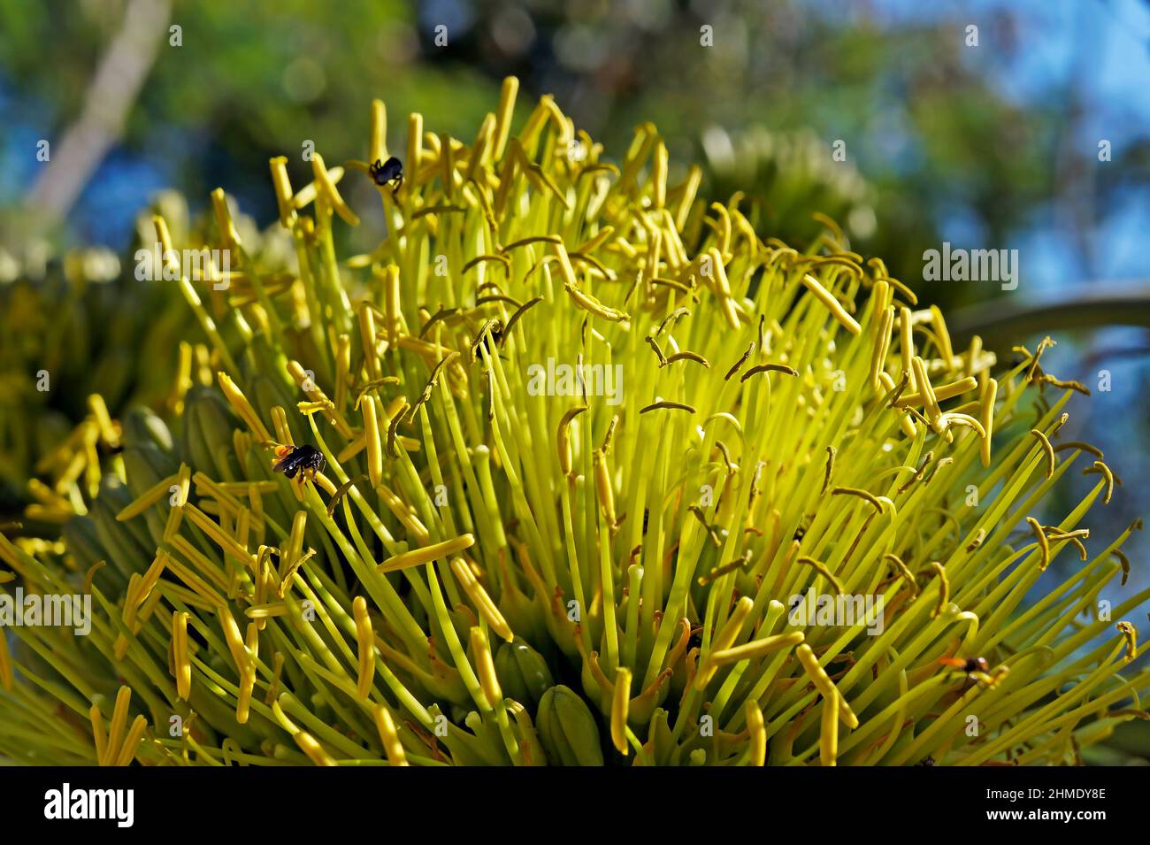 Fleurs d'Agave dans le jardin Banque D'Images
