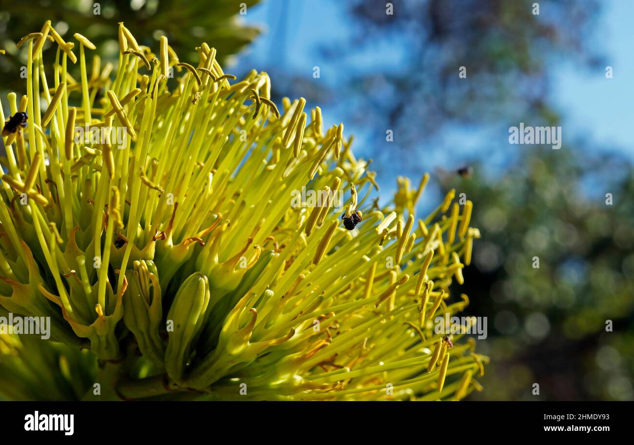 Fleurs d'Agave dans le jardin Banque D'Images