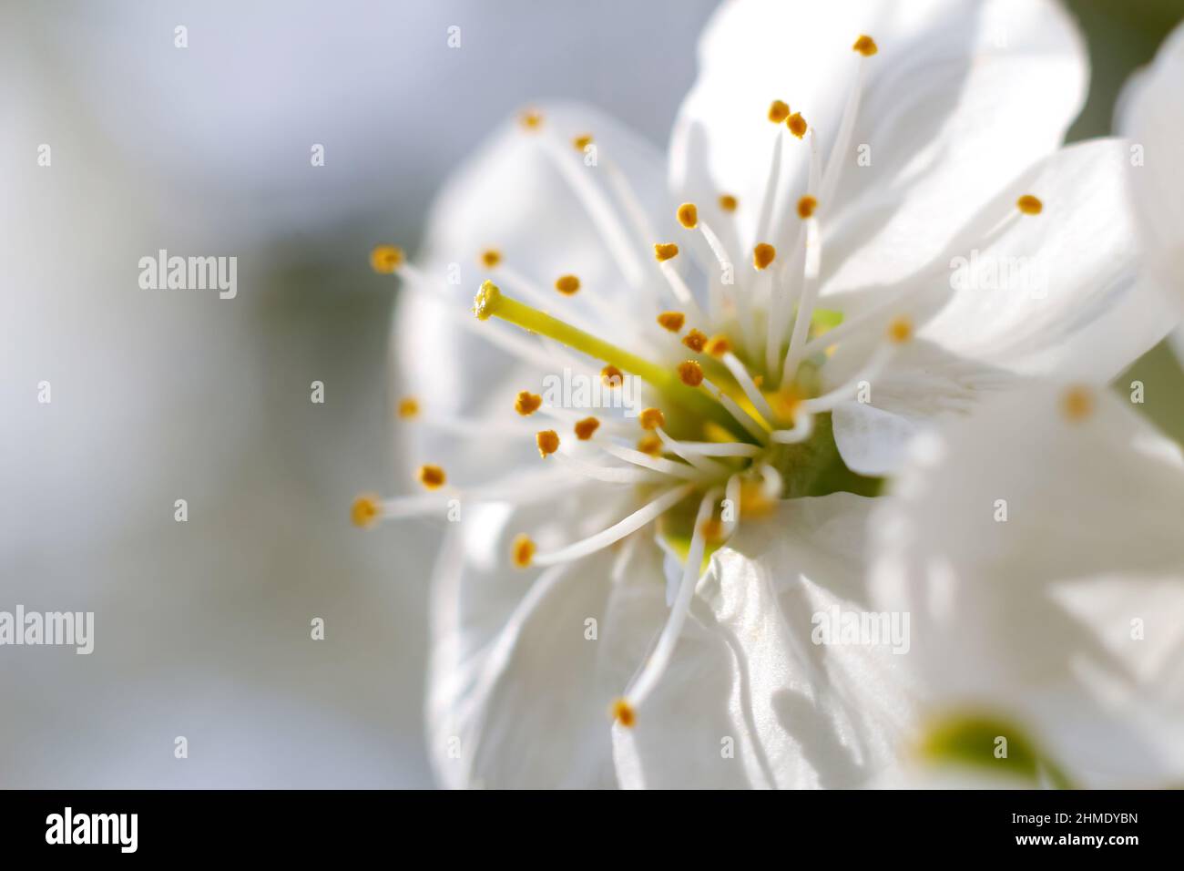 Effet de flou artistique sur la fleur de printemps. Belle macro de bourgeon de cerisier blanc fleurit sur l'arbre sur fond de nature. Fleurs floues pendant la saison de printemps dans le parc. Par Banque D'Images