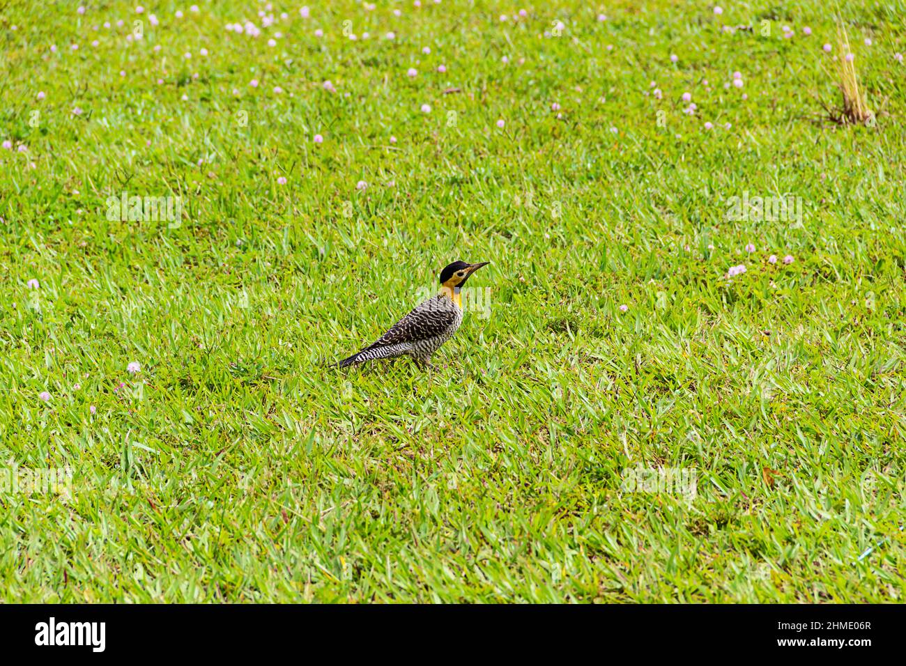 Goias, Goias, Brésil – 09 février 2022 : un pic de champ (Colaptes campestris) marchant sur la pelouse d'un parc municipal. Banque D'Images