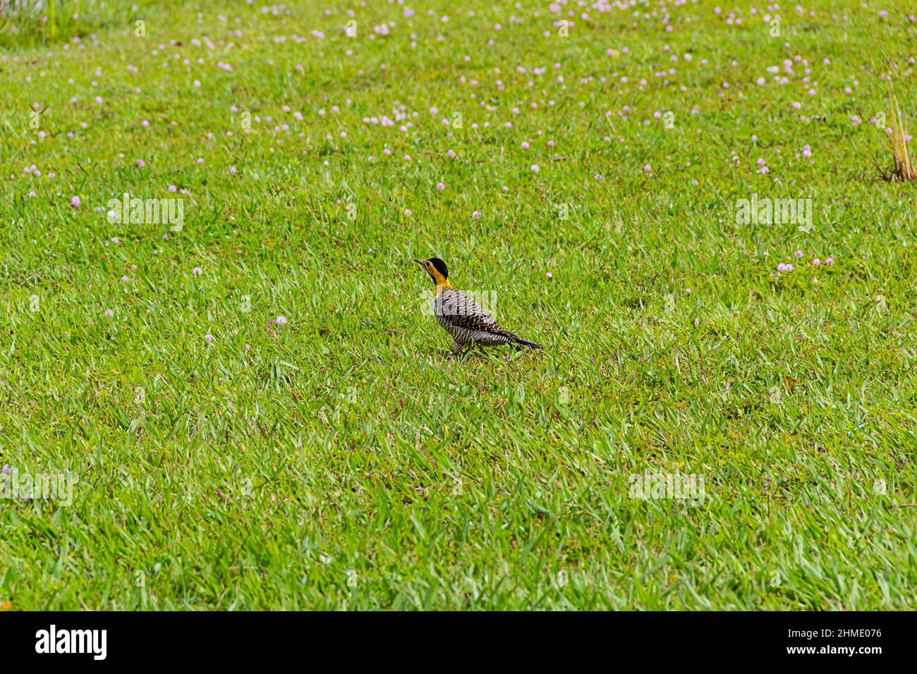 Goias, Goias, Brésil – 09 février 2022 : un pic de champ (Colaptes campestris) marchant sur la pelouse d'un parc municipal. Banque D'Images