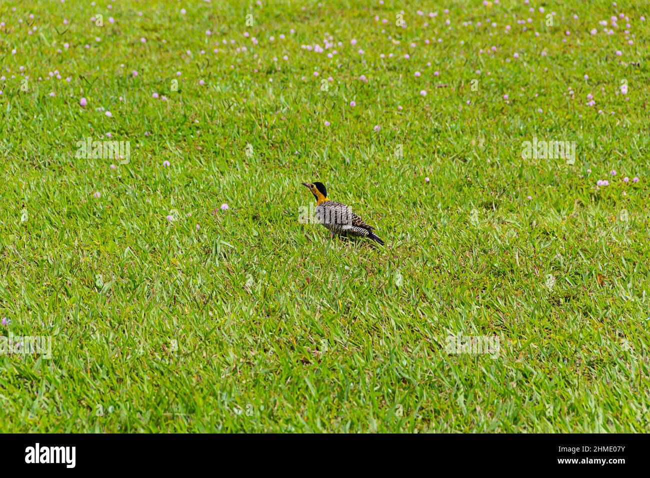 Goias, Goias, Brésil – 09 février 2022 : un pic de champ (Colaptes campestris) marchant sur la pelouse d'un parc municipal. Banque D'Images