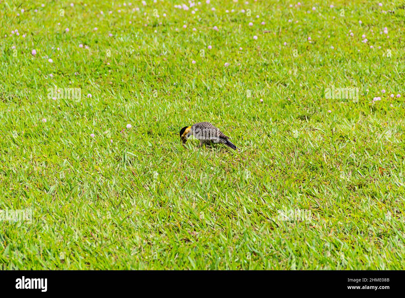 Goias, Goias, Brésil – 09 février 2022 : un pic de champ (Colaptes campestris) marchant sur la pelouse d'un parc municipal. Banque D'Images
