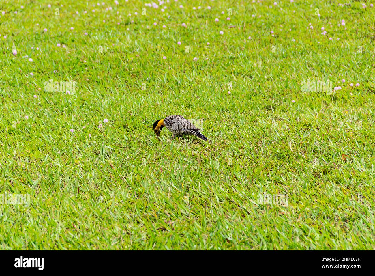Goias, Goias, Brésil – 09 février 2022 : un pic de champ (Colaptes campestris) marchant sur la pelouse d'un parc municipal. Banque D'Images