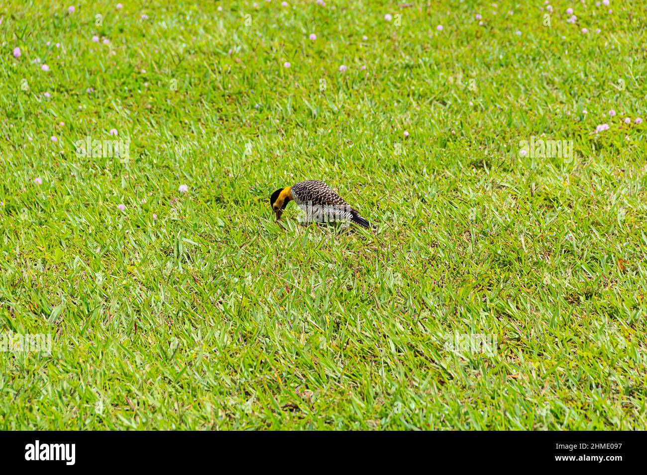 Goias, Goias, Brésil – 09 février 2022 : un pic de champ (Colaptes campestris) marchant sur la pelouse d'un parc municipal. Banque D'Images