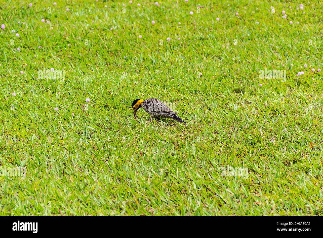 Goias, Goias, Brésil – 09 février 2022 : un pic de champ (Colaptes campestris) marchant sur la pelouse d'un parc municipal. Banque D'Images