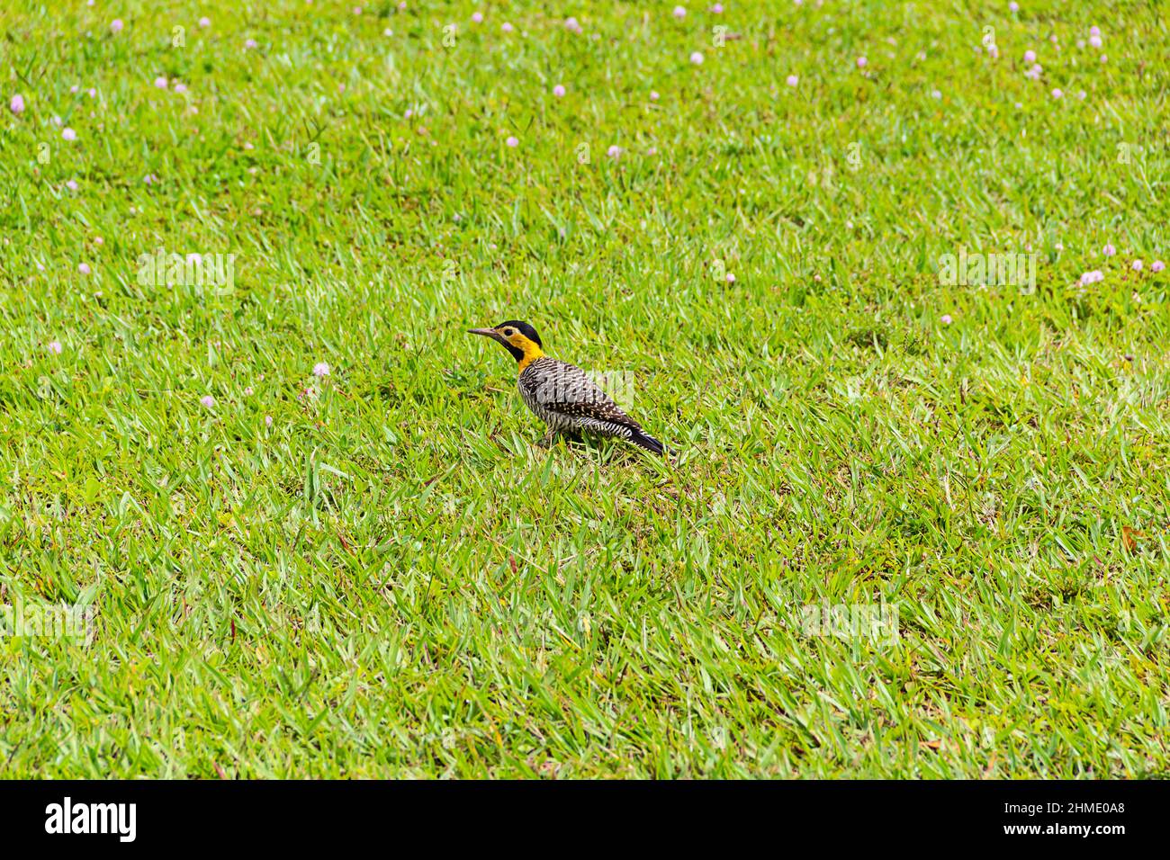 Goias, Goias, Brésil – 09 février 2022 : un pic de champ (Colaptes campestris) marchant sur la pelouse d'un parc municipal. Banque D'Images