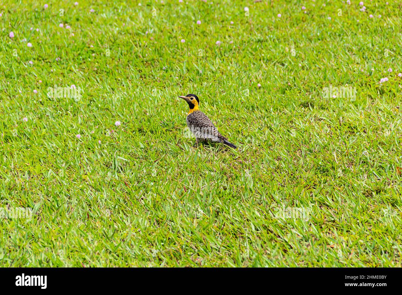 Goias, Goias, Brésil – 09 février 2022 : un pic de champ (Colaptes campestris) marchant sur la pelouse d'un parc municipal. Banque D'Images