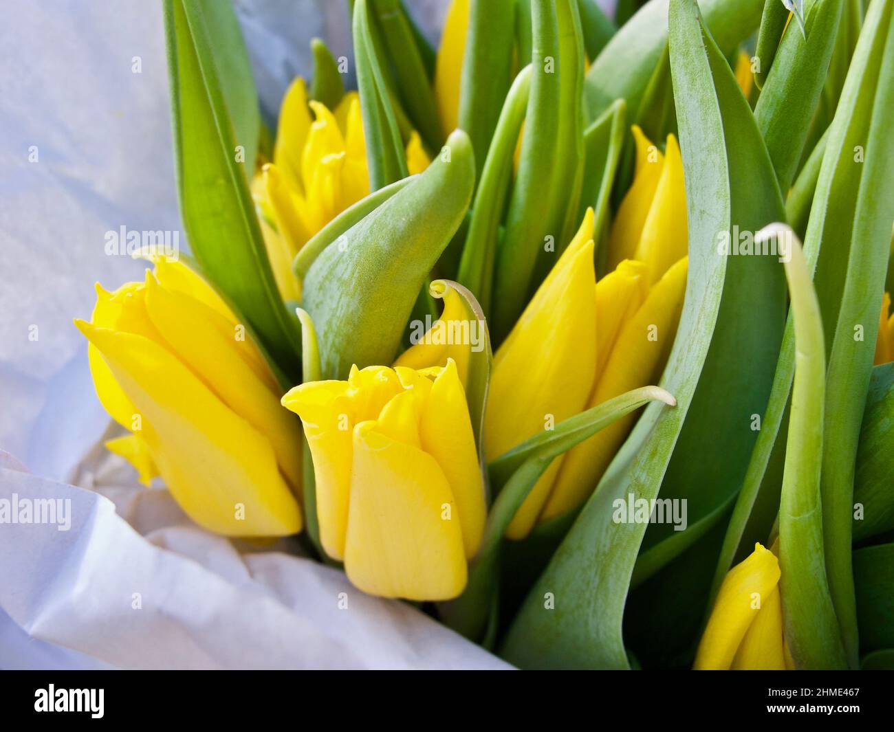 Bouquet de tulipes jaunes enveloppées à vendre au marché aux fleurs au printemps. Banque D'Images
