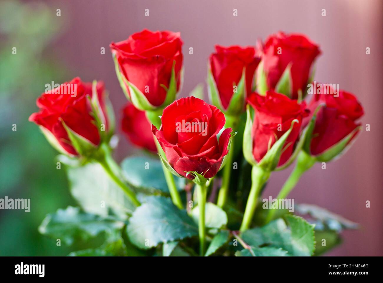 Bouquet de roses rouges fleuries fraîches et ses feuilles vertes. Saint Valentin. Saint Valentin. Saint Valentin. Banque D'Images
