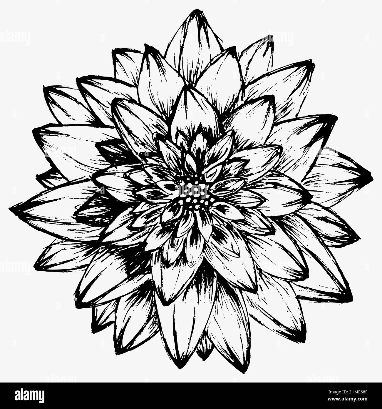 Magnifique fleur de dahlia noir et blanc monochrome Illustration de Vecteur