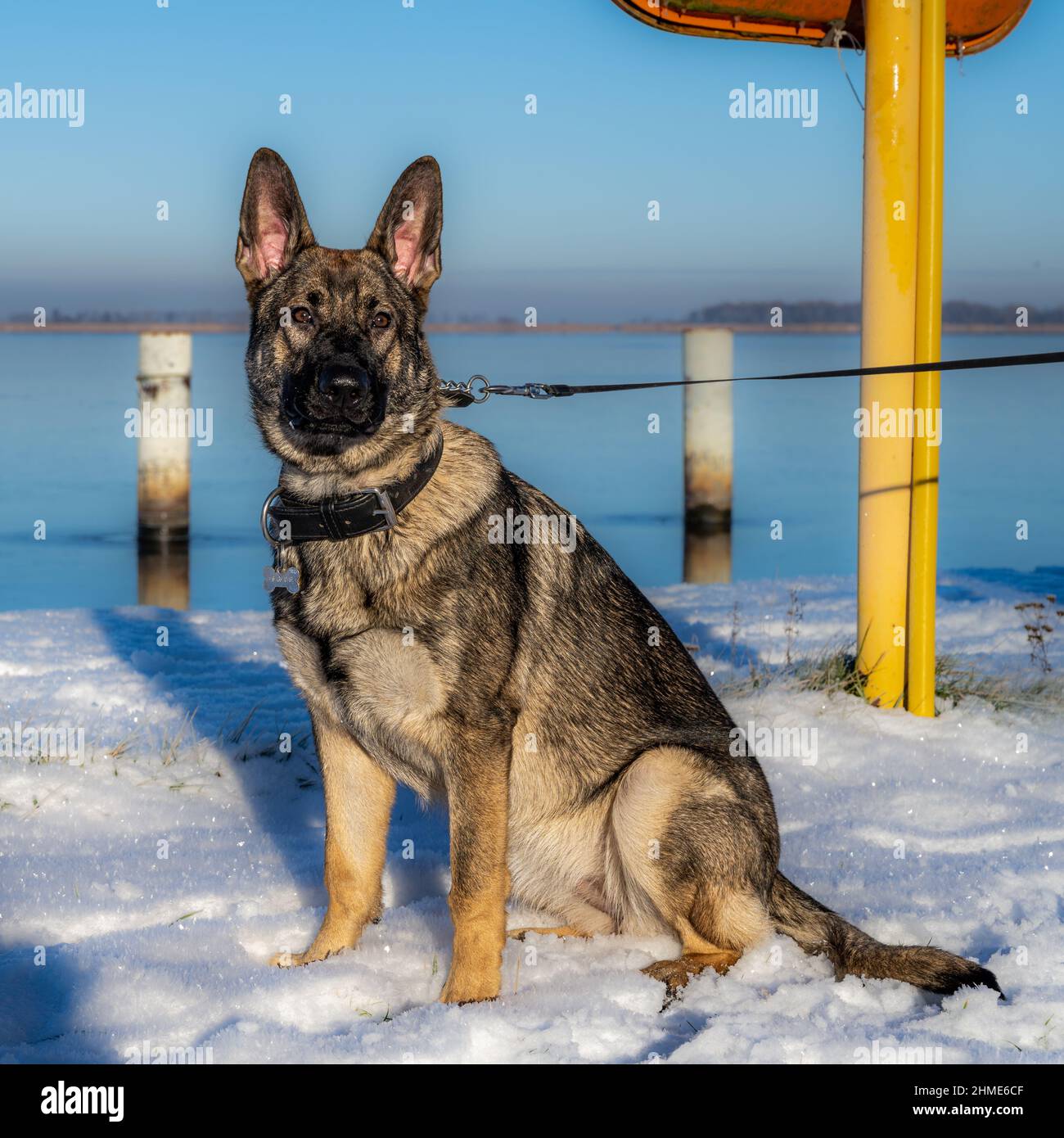 Un Berger allemand de sept mois assis dans la neige.Race de ligne de travail de couleur de sable Banque D'Images