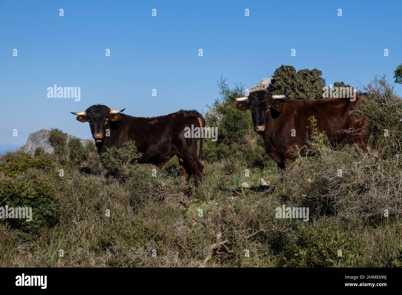 Assarell taureaux, Pollença, Majorque, Iles Baléares, Espagne Banque D'Images