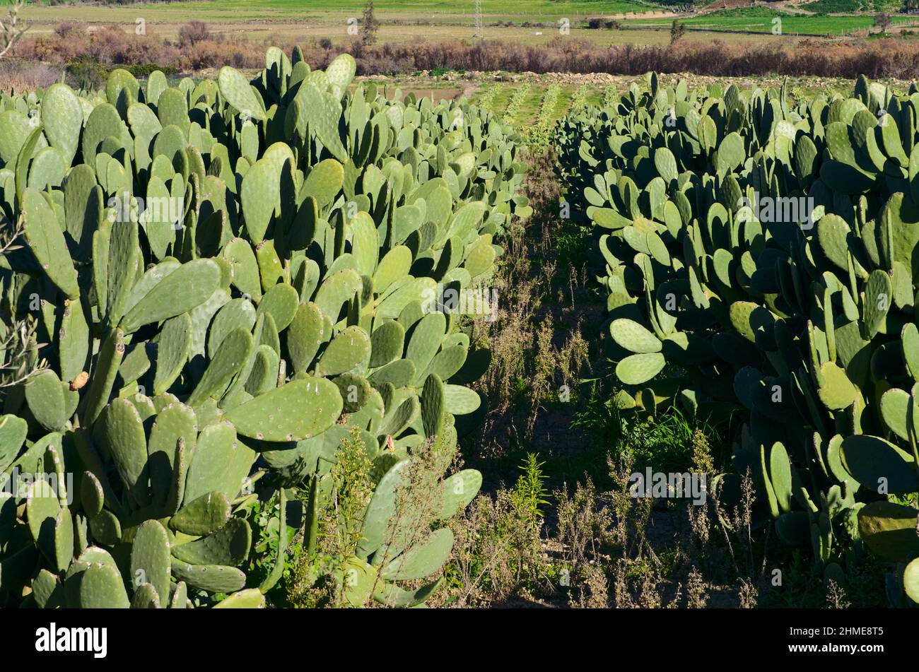 Plante typique de la famille des cactus en Sicile un verger de poire Banque D'Images