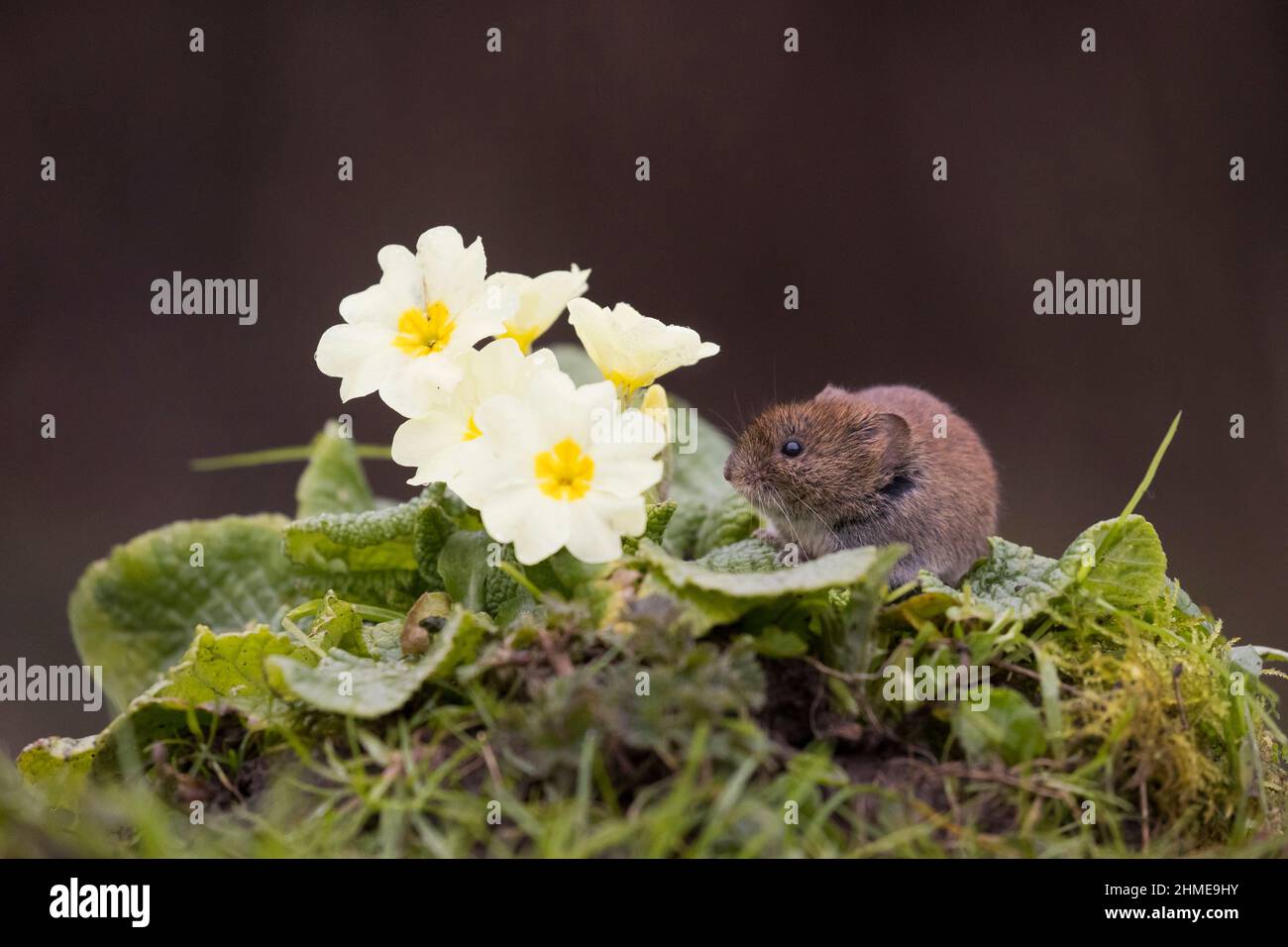Bank Vole (Clethrionomys glareolus) debout à côté des fleurs de Primrose (Primula vulgaris), Suffolk, Angleterre, mars Banque D'Images