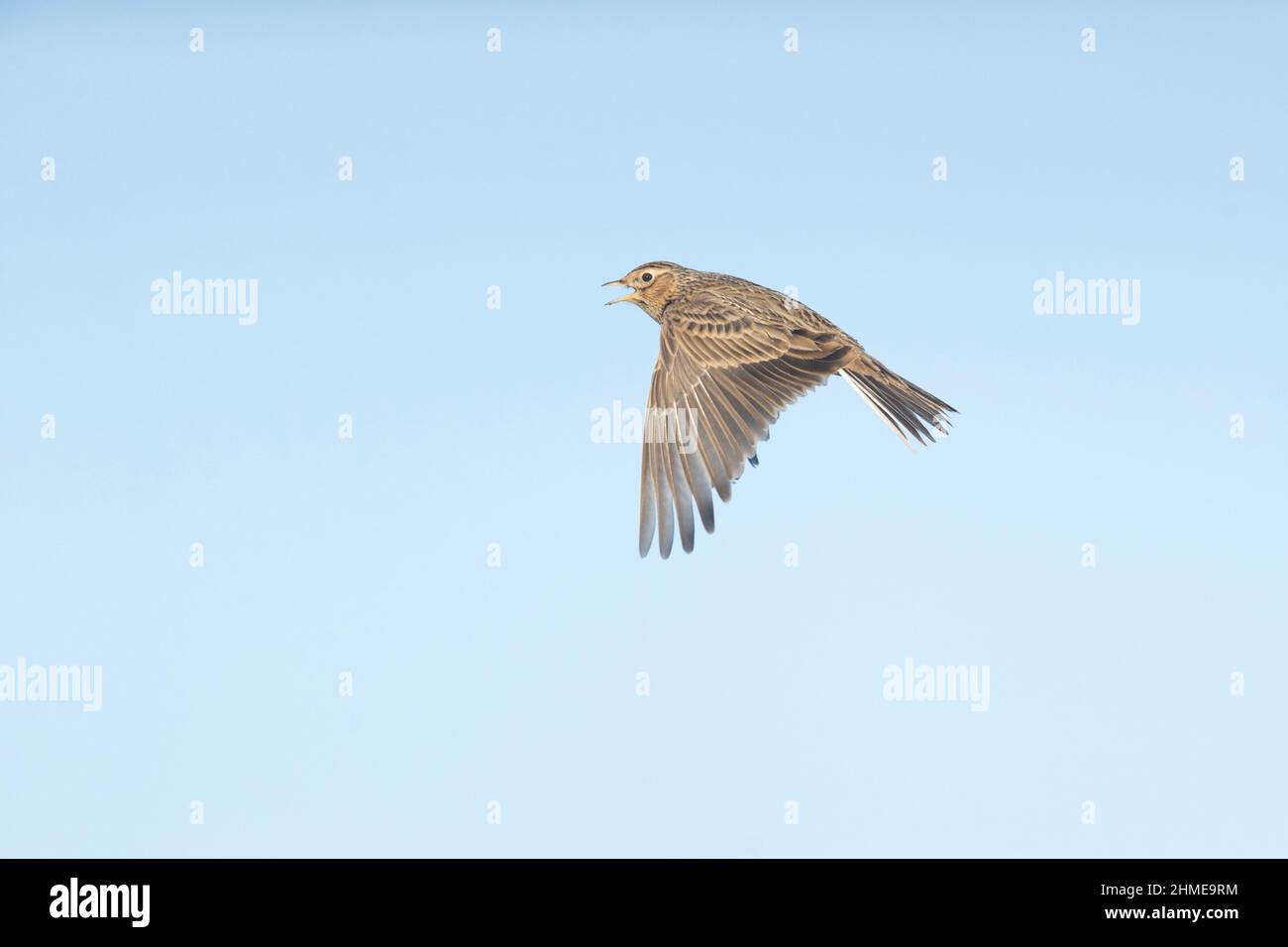 Skylark (Alauda arvensis) adulte, homme chantant en vol, Suffolk, Angleterre, janvier Banque D'Images