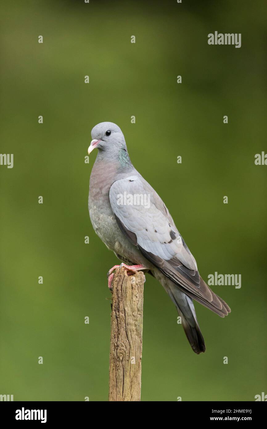 Stock Dove (Columba oenas) adulte perchée par la poste, Suffolk, Angleterre, juillet Banque D'Images