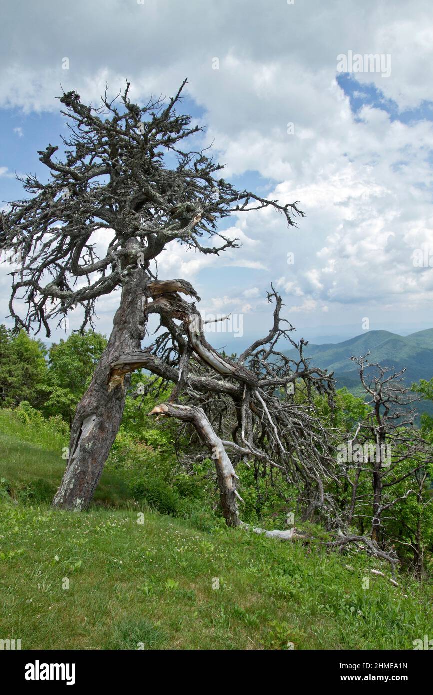 Un gros chagin d'arbre mort surplombe les montagnes pittoresques des Appalaches en été et crée un habitat pour les animaux et les oiseaux indigènes Banque D'Images