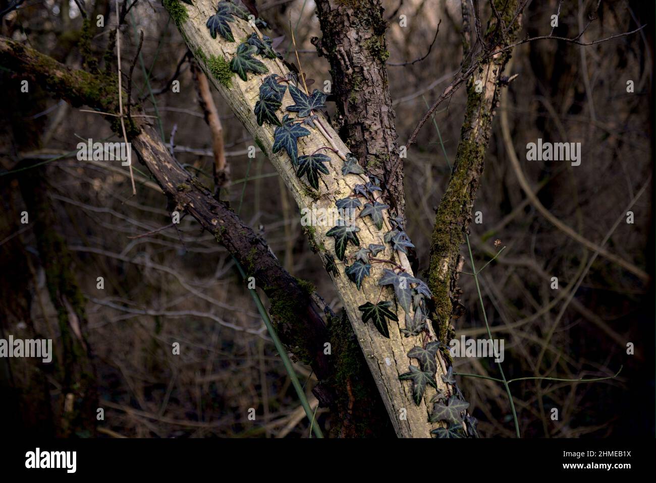 Ivy vert grimpant sur le tronc d'arbre blanc Banque D'Images
