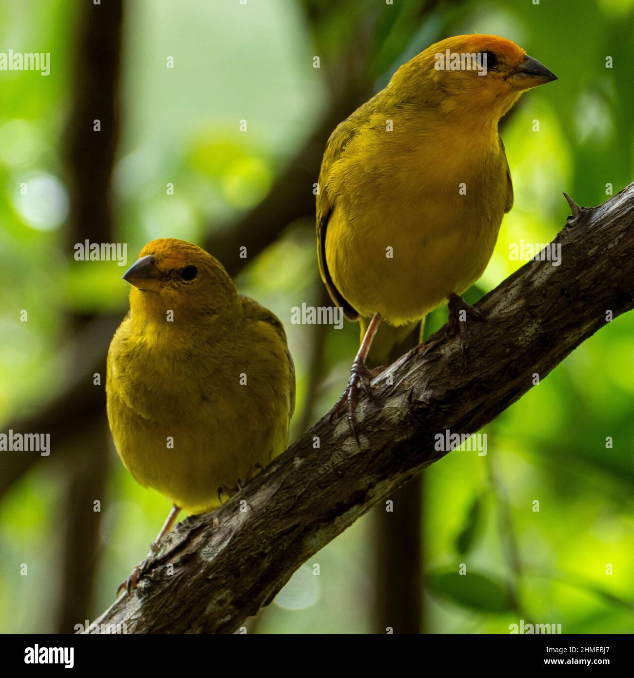 Canari atlantique, un petit oiseau sauvage brésilien. Le Crithagra flaviventris jaune canari est un petit oiseau de passereau de la famille finch. Banque D'Images