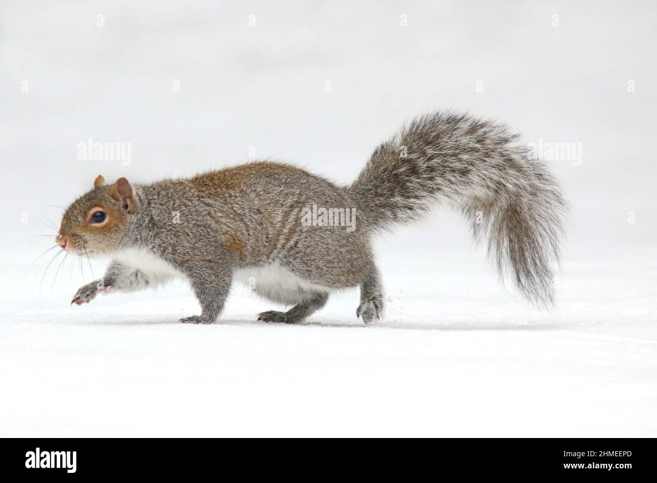 Écureuil gris de l'est Sciurus carolinensis à la recherche de nourriture sur une journée enneigée en hiver Banque D'Images