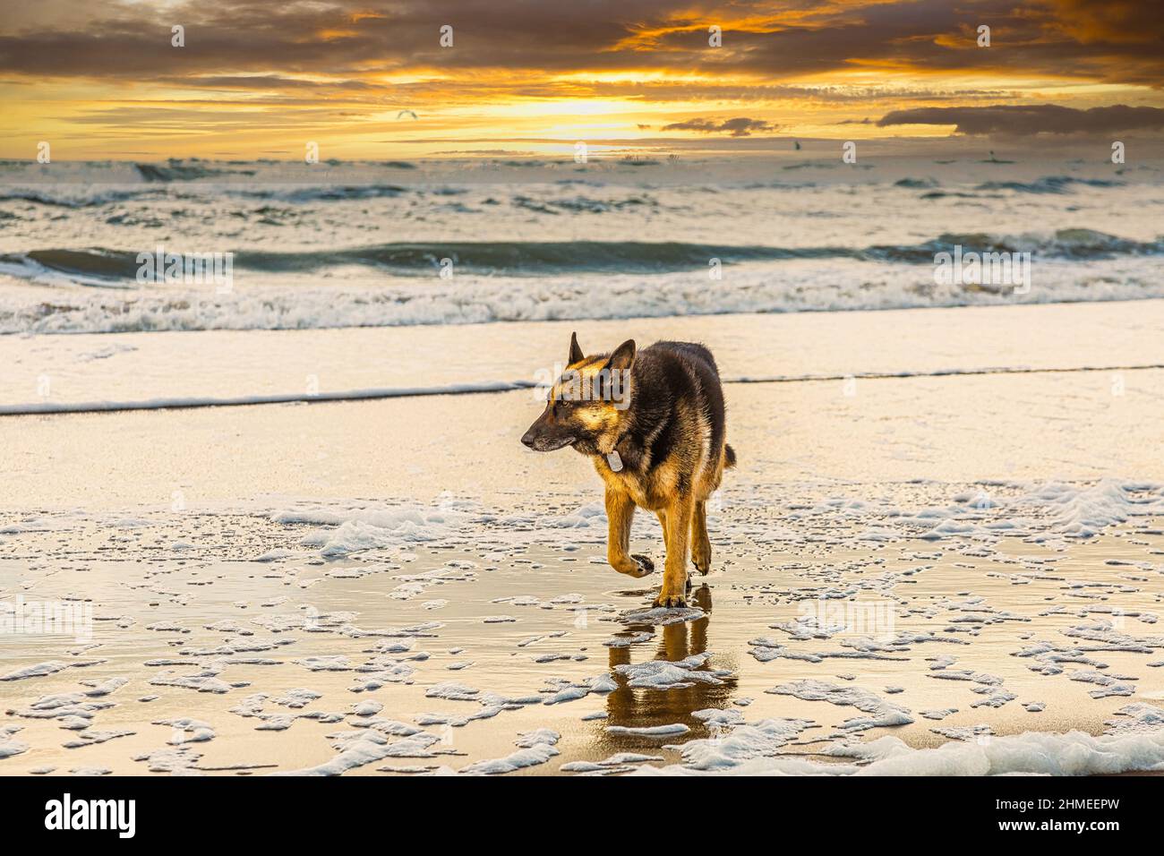 Berger allemand dans un paysage marin au coucher du soleil avec eau de mer coulant sur la plage sur un fond de nuages aux couleurs chaudes Banque D'Images