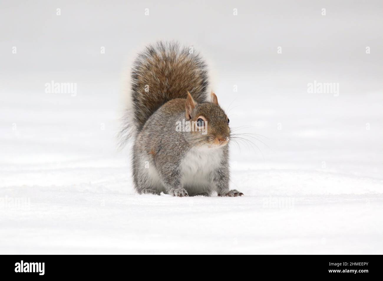 Écureuil gris de l'est Sciurus carolinensis à la recherche de nourriture sur une journée enneigée en hiver Banque D'Images