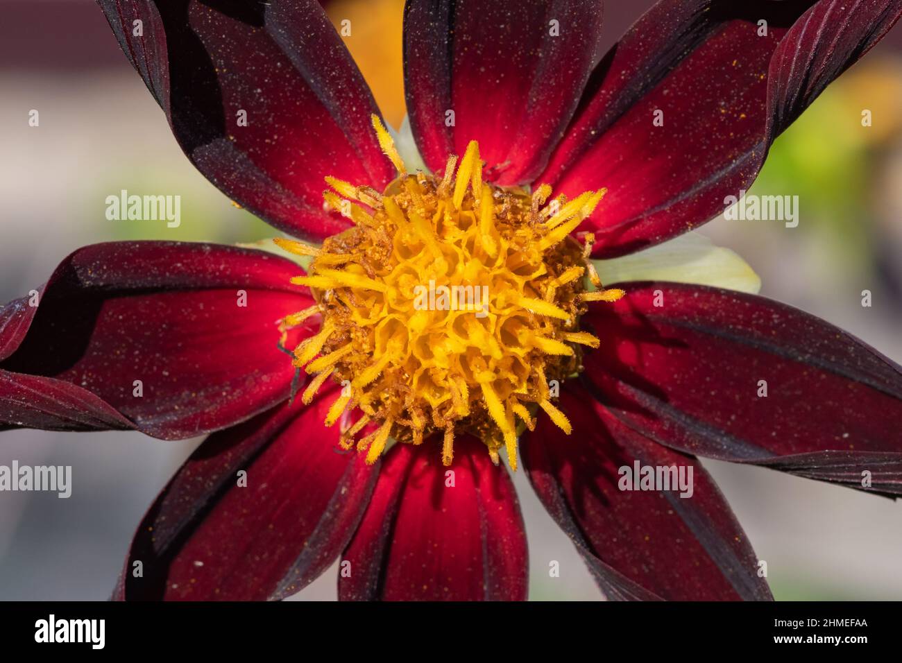 Gros plan d'une fleur de dahlia florerin obsidienne de Verrones Banque D'Images