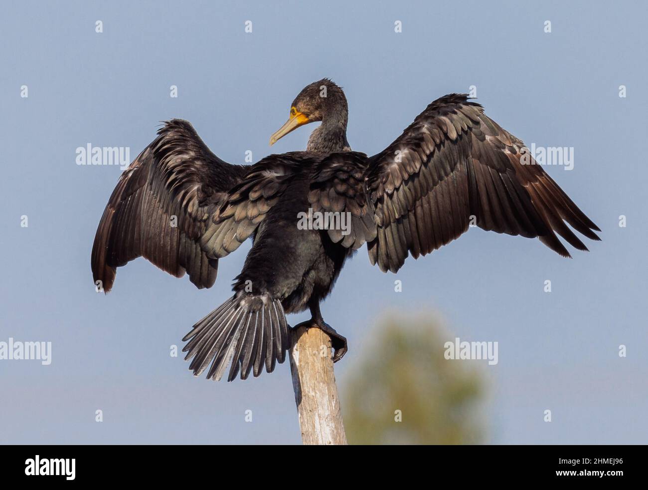 Grand cormorant se baquant au soleil avec ses ailes se répandent Banque D'Images