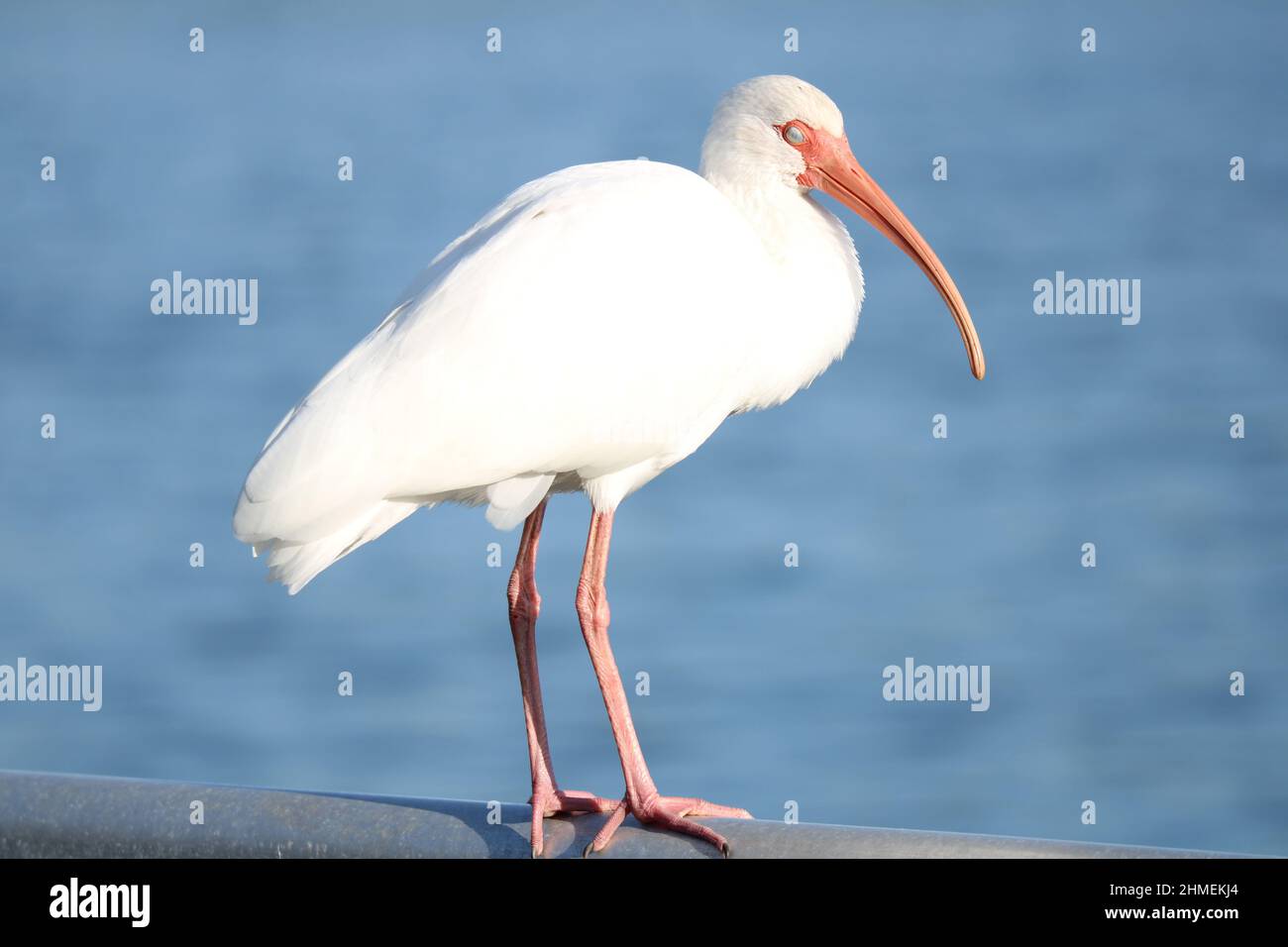 American White Ibis sur les docks en Floride Banque D'Images