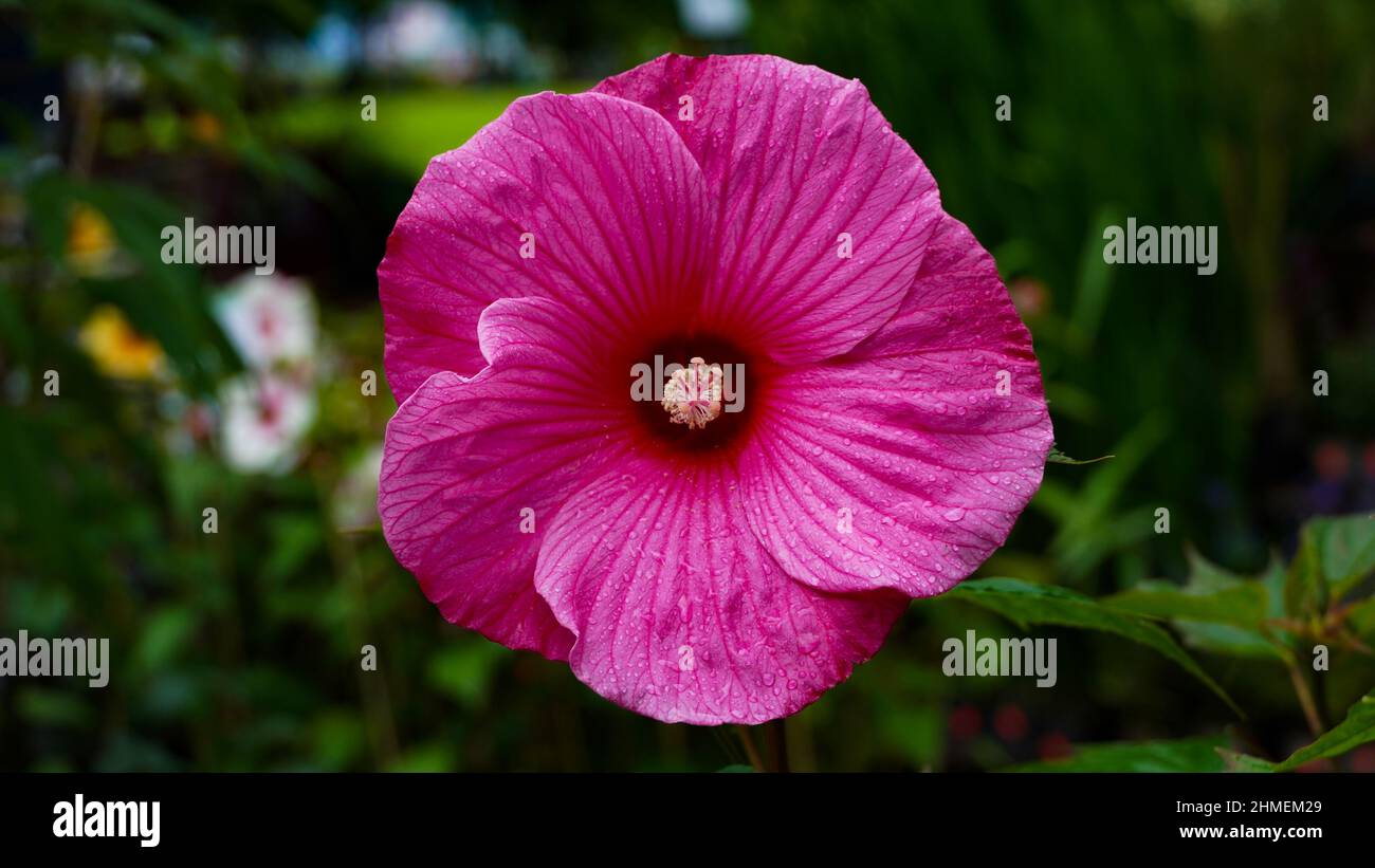 Fleur rose vif de l'hibiscus (Hibiscus rosa sinensis) sur fond vert - Hibiscus rose sauvage hawaïen plante Banque D'Images