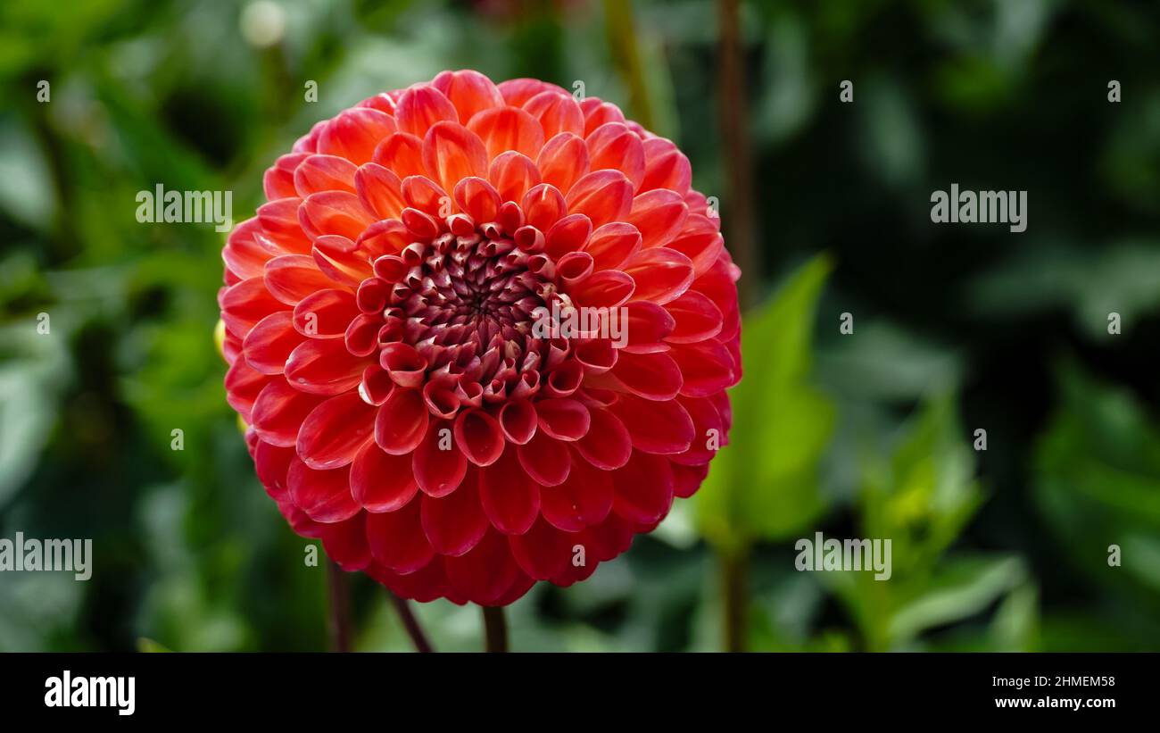 Dahlia rouge sur fond vert - prise de vue macro Banque D'Images