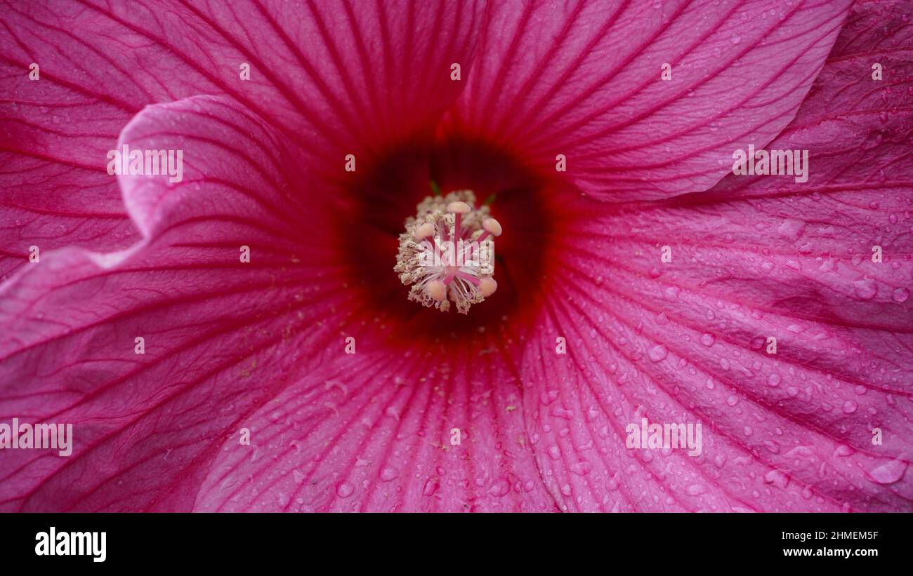 Fleur rose vif de l'hibiscus (Hibiscus rosa sinensis) - plante d'hibiscus rose sauvage hawaïenne Banque D'Images