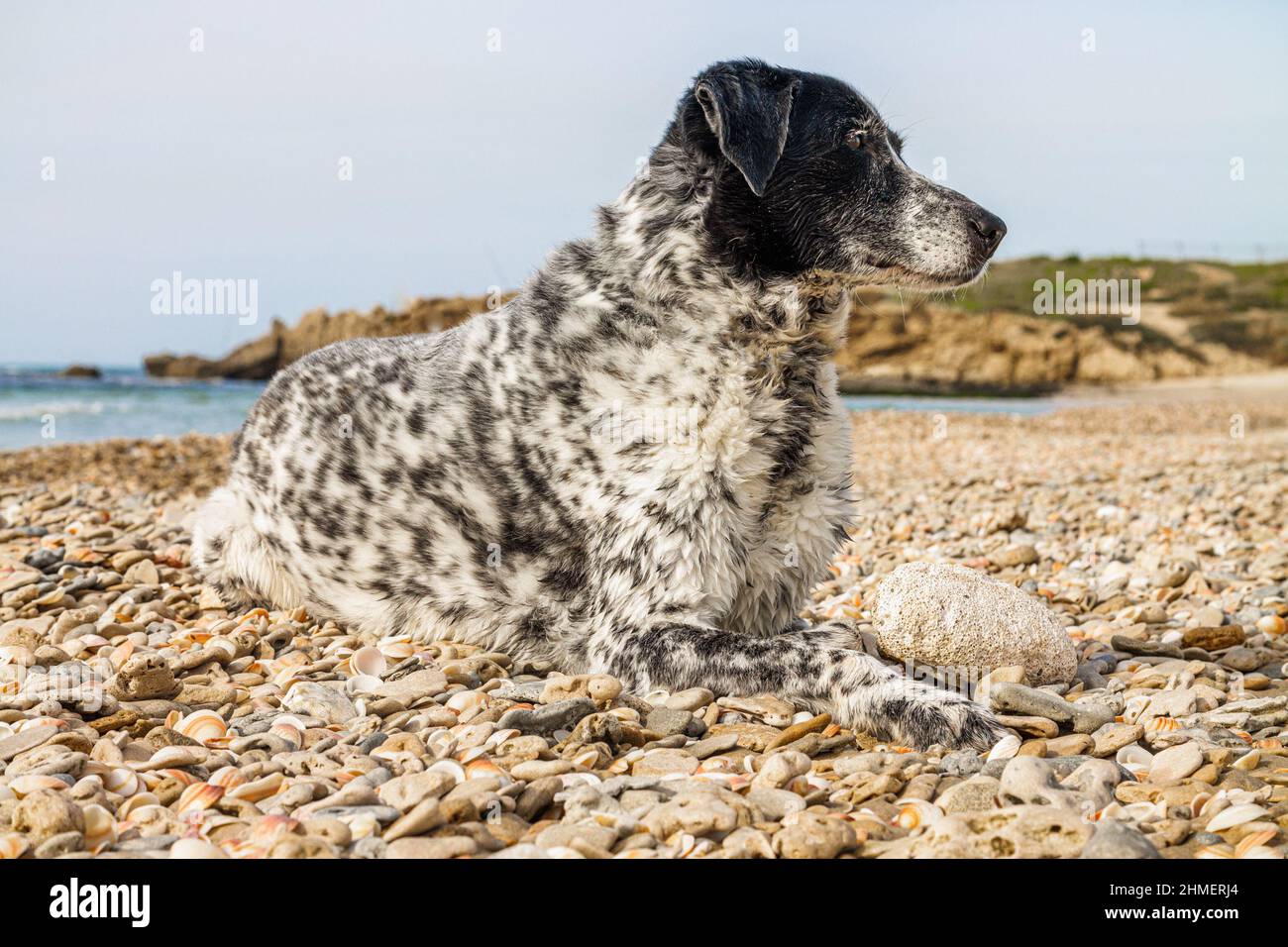 Chien noir et blanc de la race Pointer sur les rives de la mer Méditerranée Banque D'Images