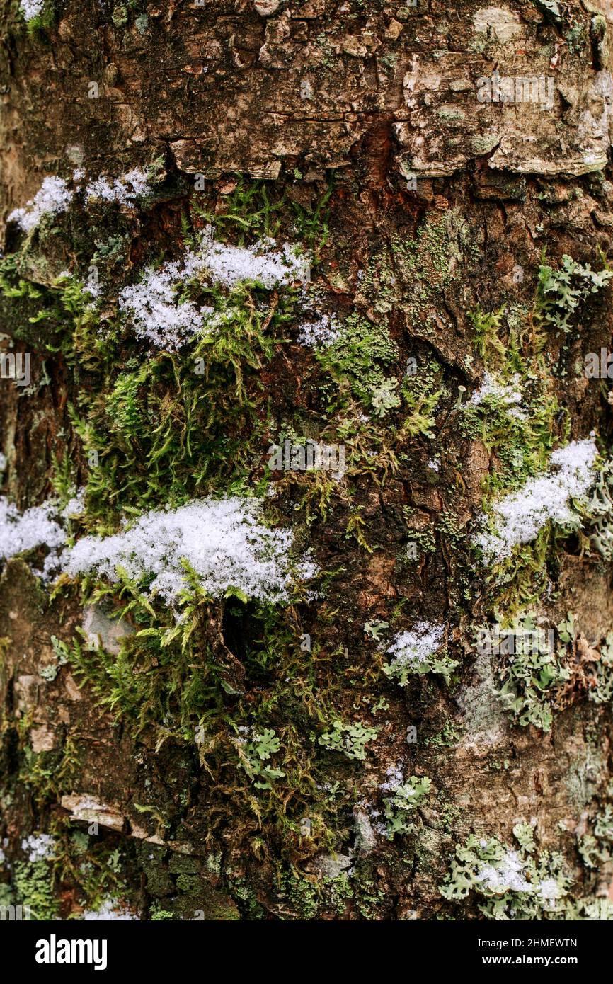 Gros plan de la texture de l'écorce de l'arbre avec peu de neige.Motif d'arrière-plan naturel de l'écorce d'arbre.Surface rugueuse du tronc.Mousse verte et lichen sur bois naturel. Banque D'Images