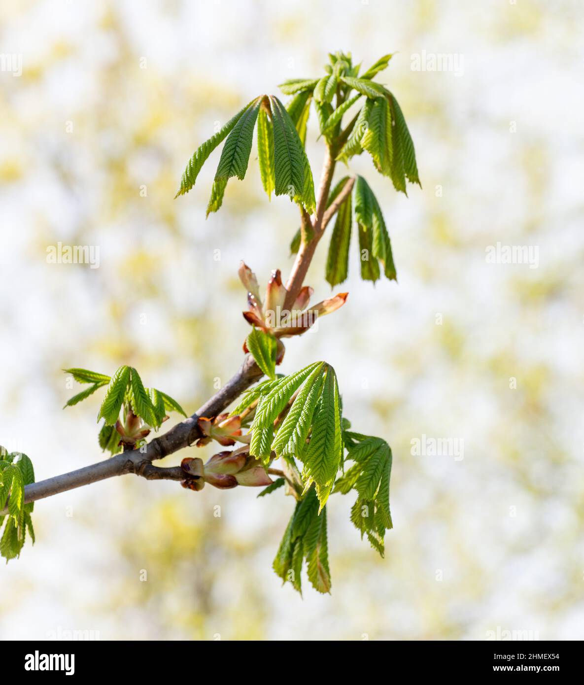 Jeunes feuilles de châtaignes au début du printemps Banque D'Images