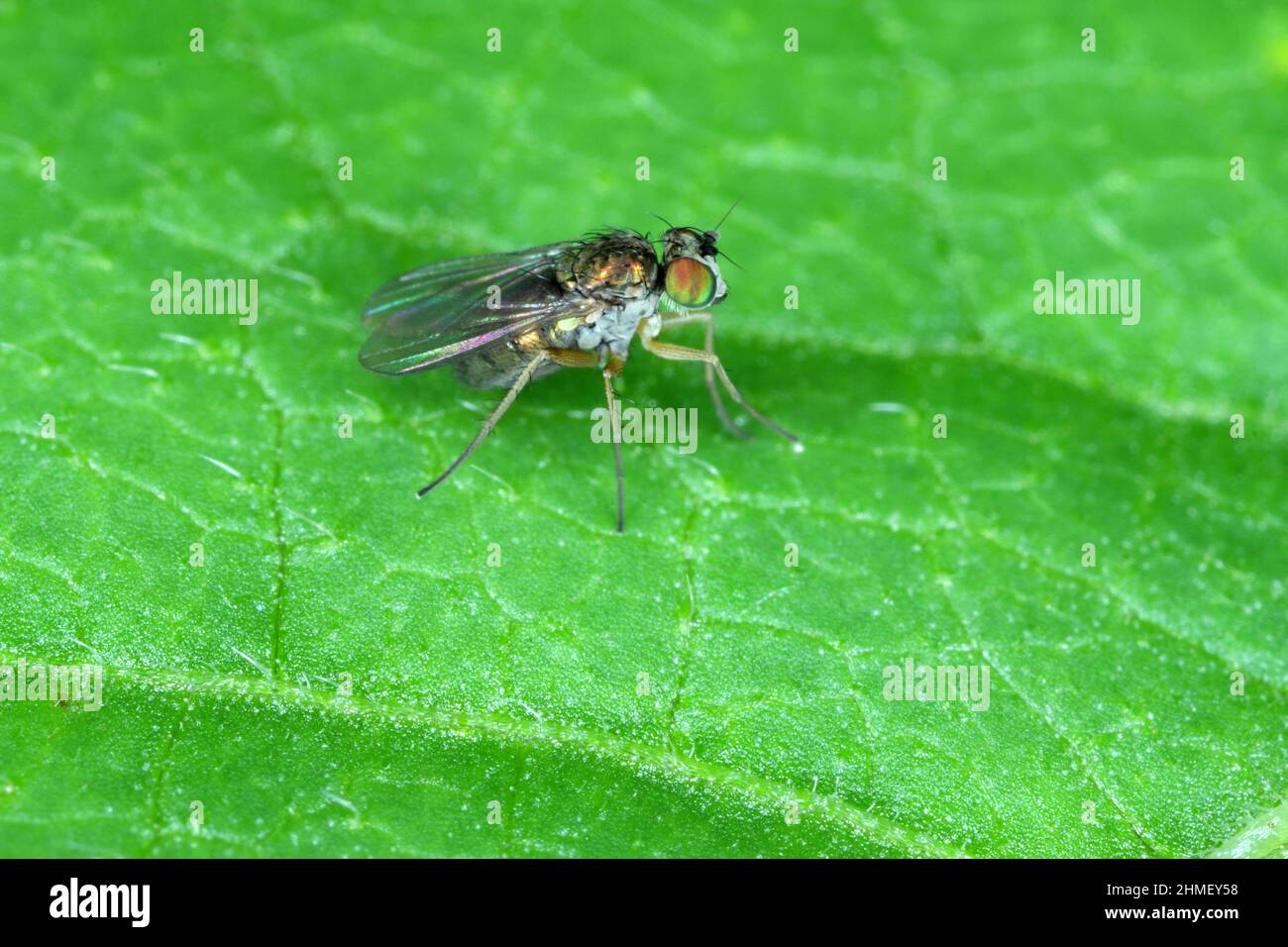 Une mouche prédatrice sur une feuille verte. Agrandissement élevé. Banque D'Images