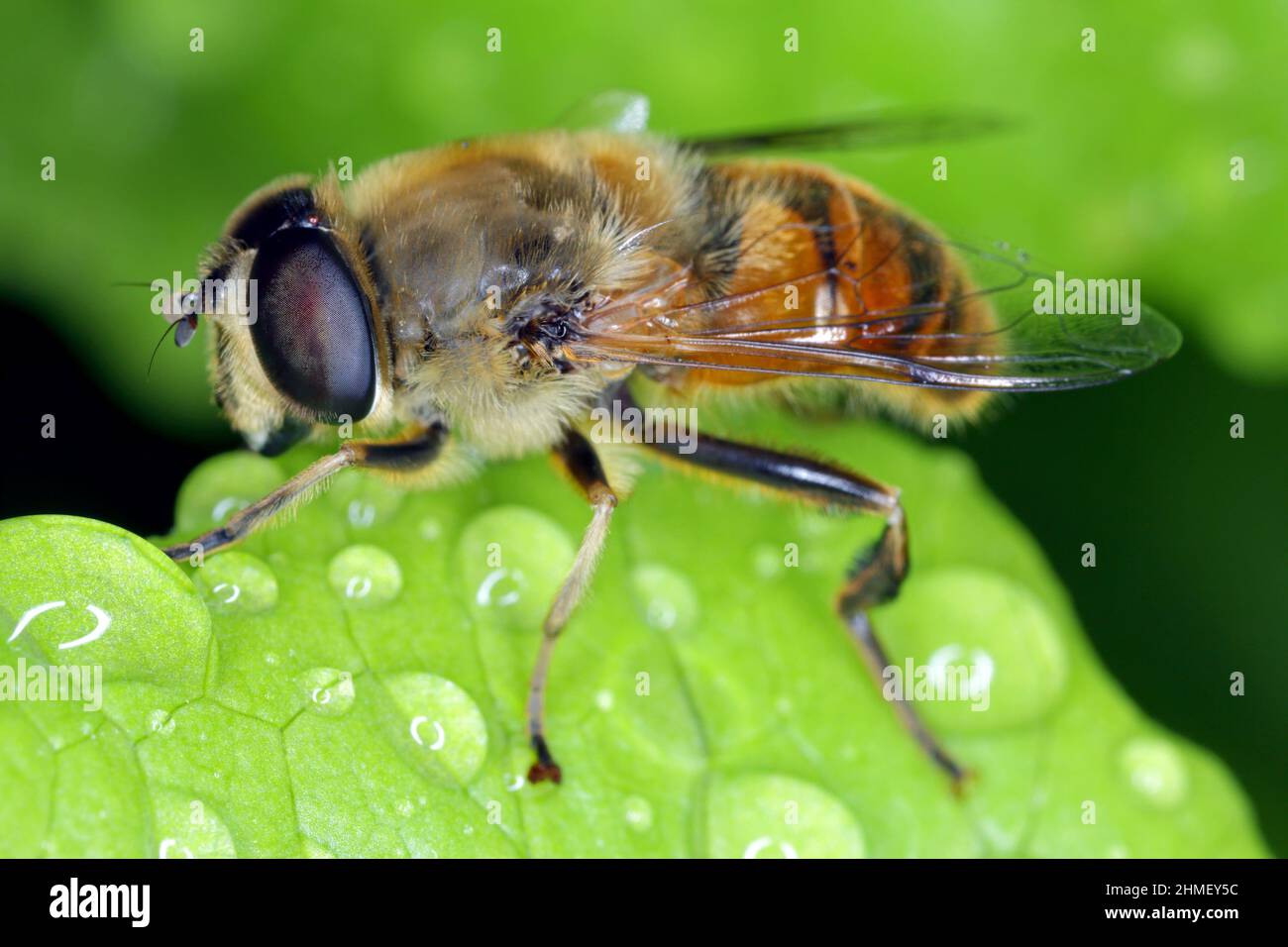 Grand aéroglisseur (Eristalis arbustorum) assis sur une feuille. Cet insecte est très souvent confondu avec l'abeille. Banque D'Images