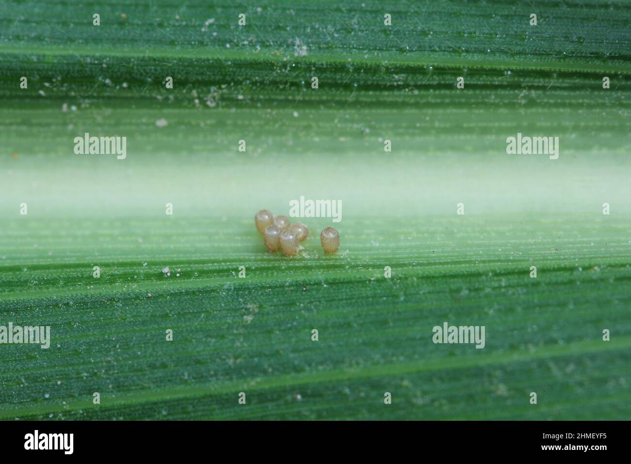 Œufs de punaise de la famille des Pentatomidae sur une feuille de maïs. Banque D'Images