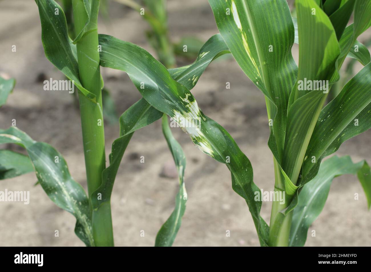 Effets phytotoxiques de l'herbicide application incorrecte sur le maïs. Banque D'Images