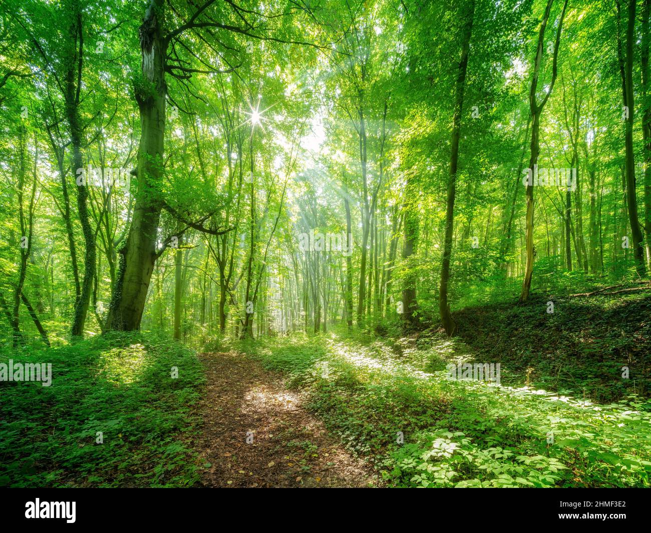 Forêt feuillue légèrement inondée en été, chaîne de montagnes Finne, Saxe-Anhalt, Allemagne Banque D'Images