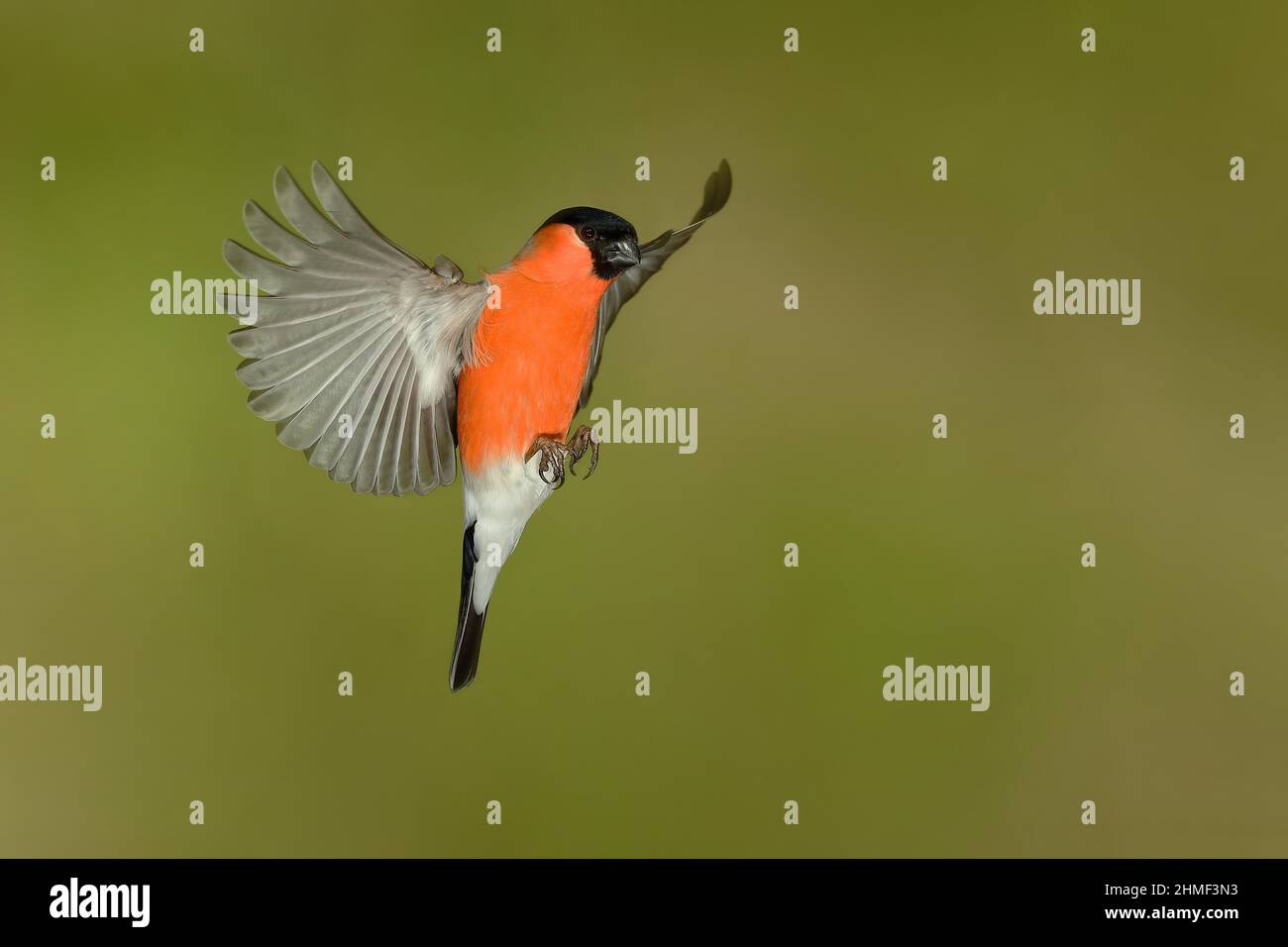 Bullfinch eurasien (Pyrrhula pyrrhula), homme en vol, Rhénanie-du-Nord-Westphalie, Allemagne Banque D'Images