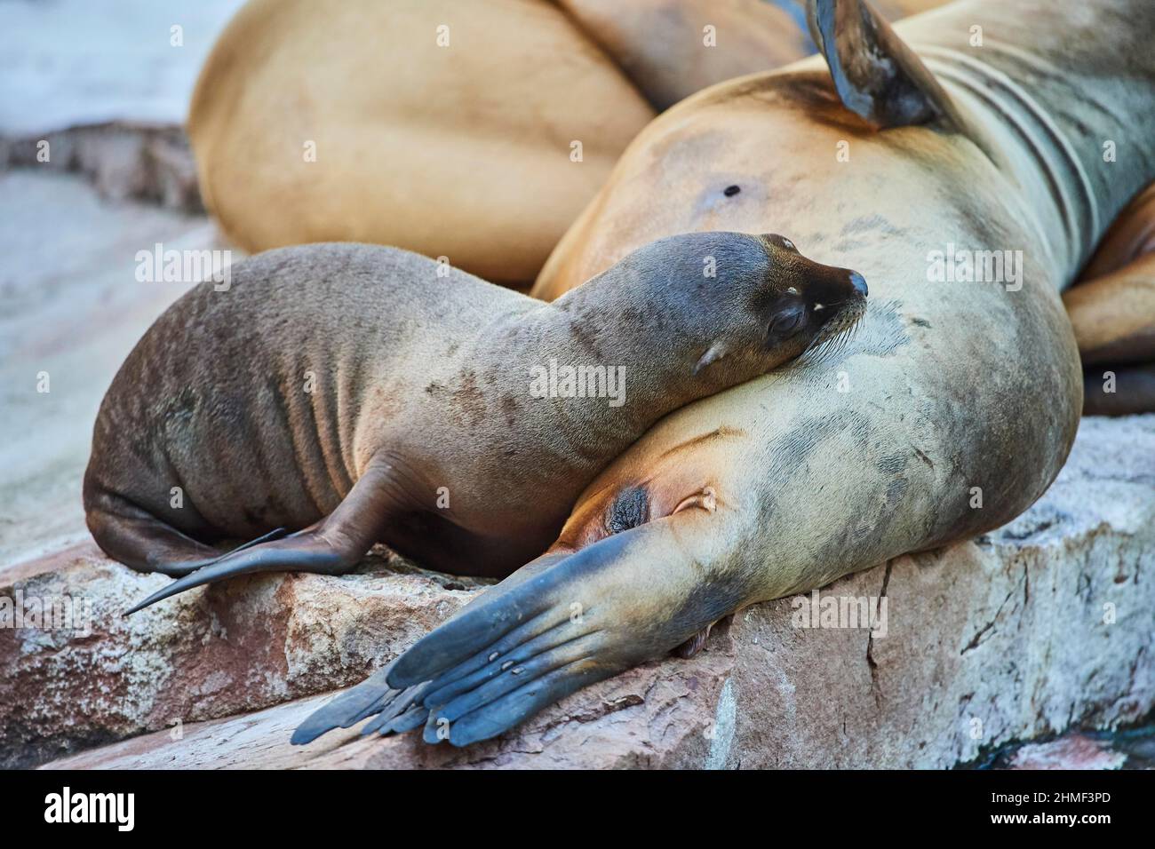 Phoque du port (Phoca vitulina), jeune qui se trouve sur un rocher à ...