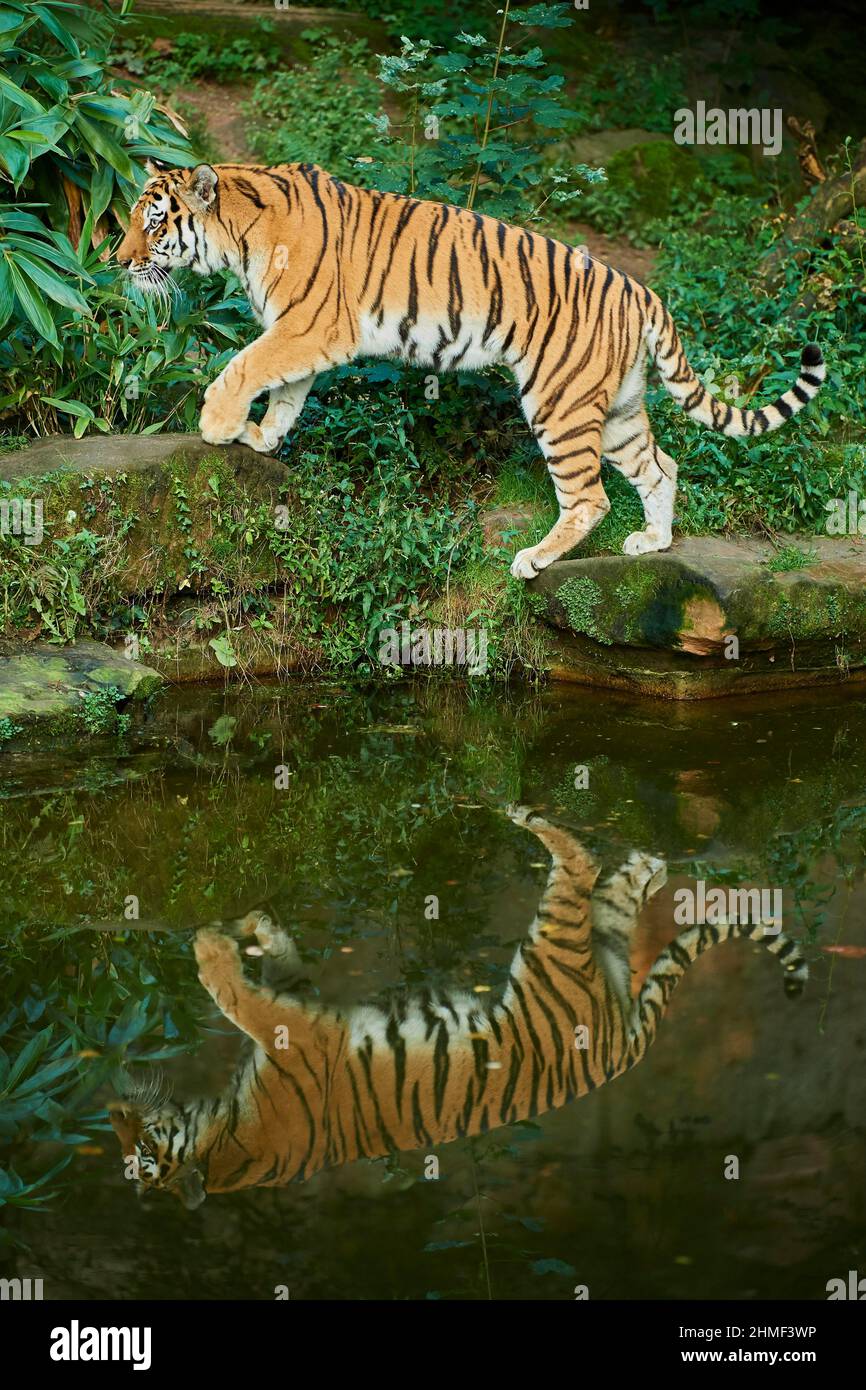 Tigre de Sibérie (Panthera tigris altaica), à côté d'un petit lac, captif, Bavière, Allemagne Banque D'Images
