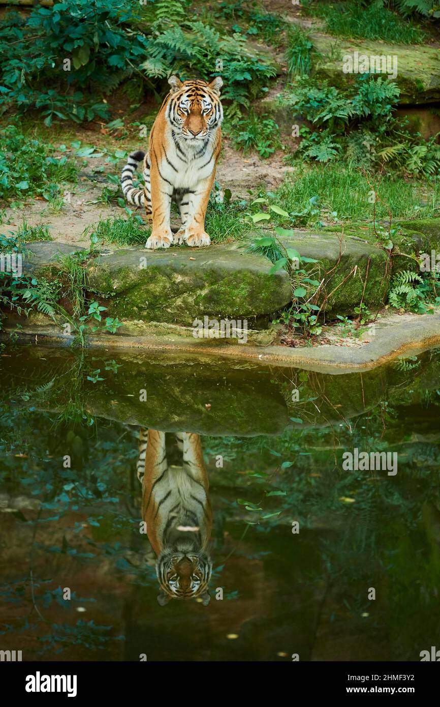 Tigre de Sibérie (Panthera tigris altaica), à côté d'un petit lac, captif, Bavière, Allemagne Banque D'Images