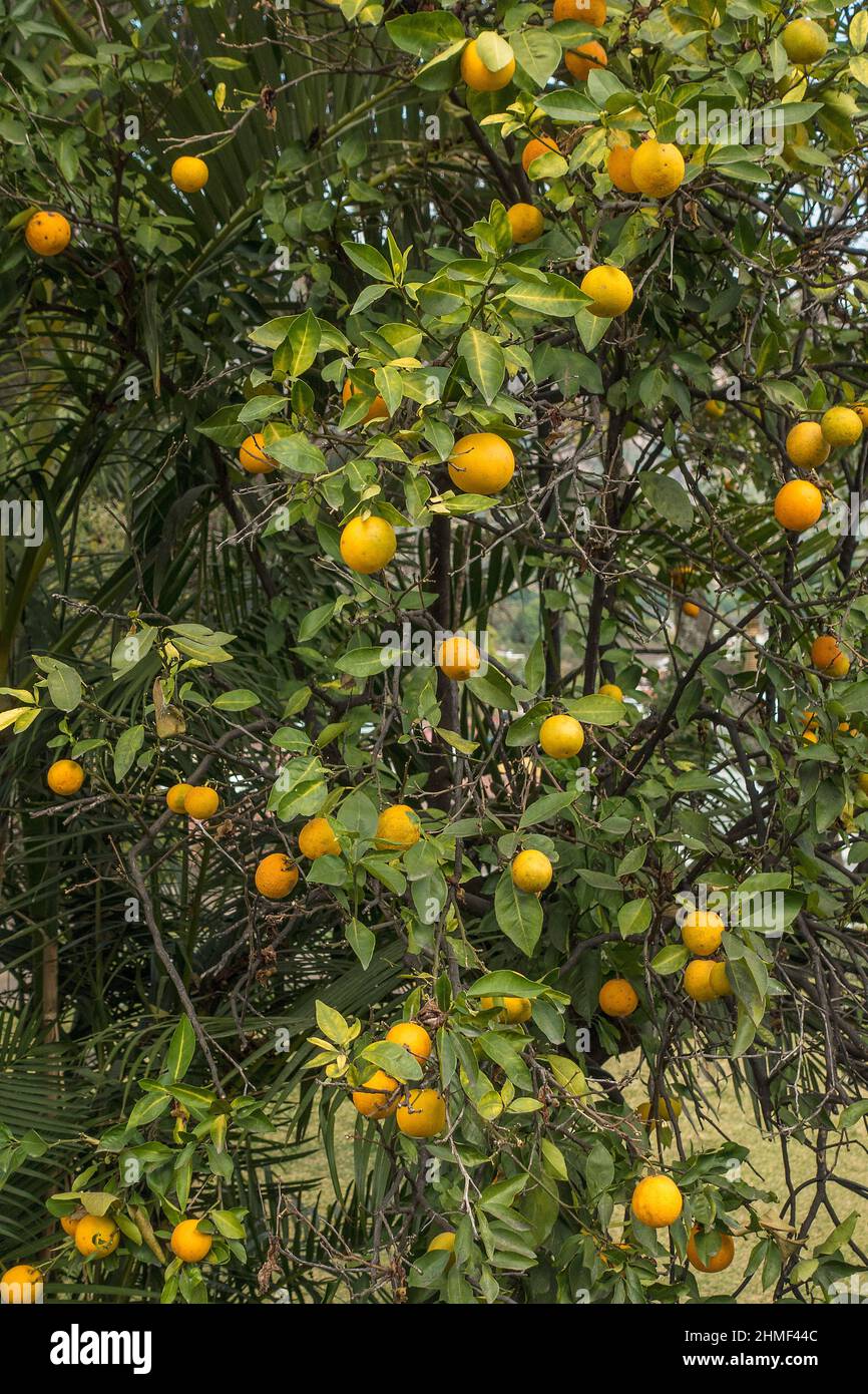 Les oranges growing on tree Banque D'Images