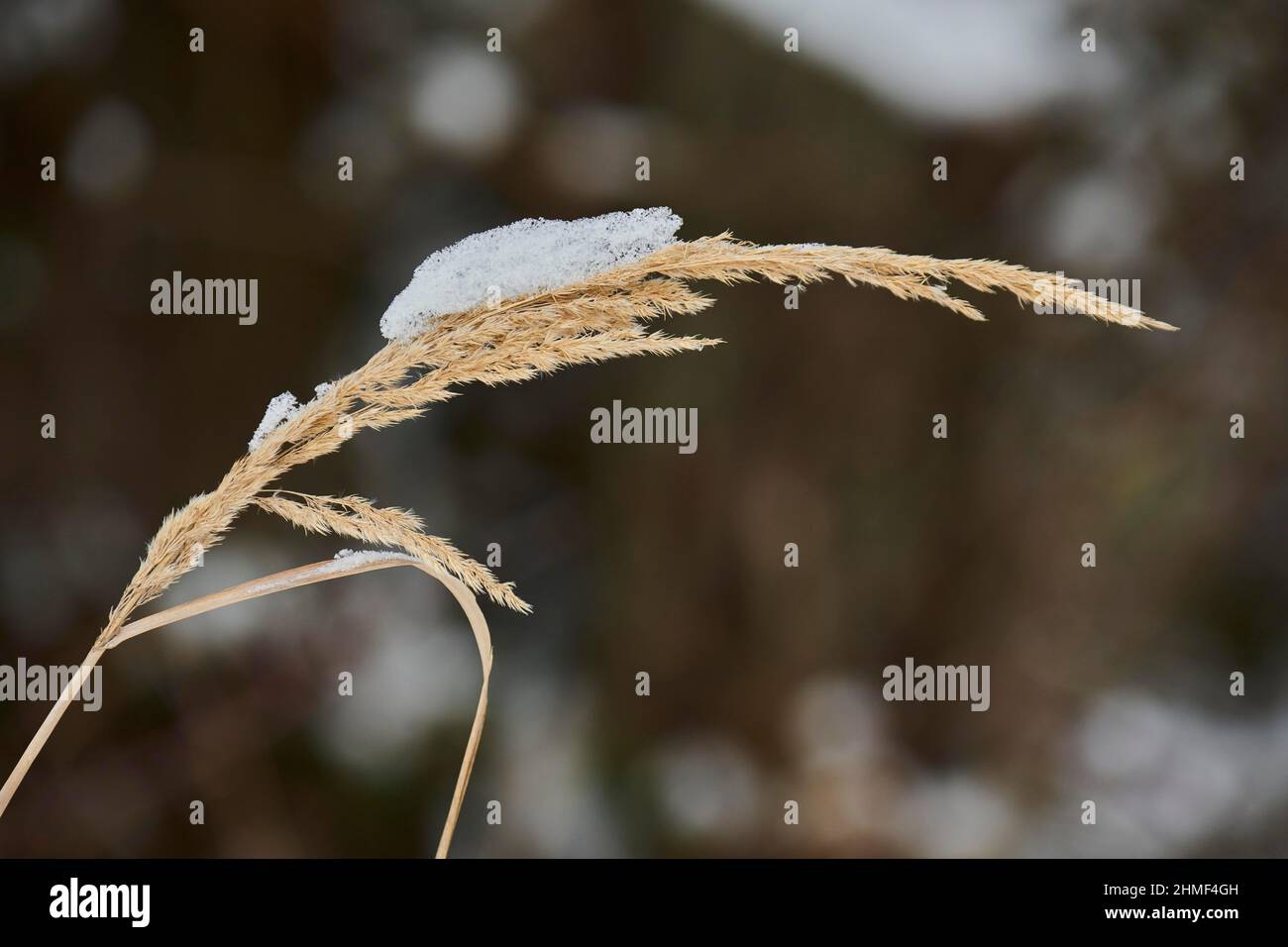 Petite roseaux en bois (Calamagrostis epigejos) avec neige, Kleine Fatra, Carpates, Horna Suca, Slovaquie Banque D'Images