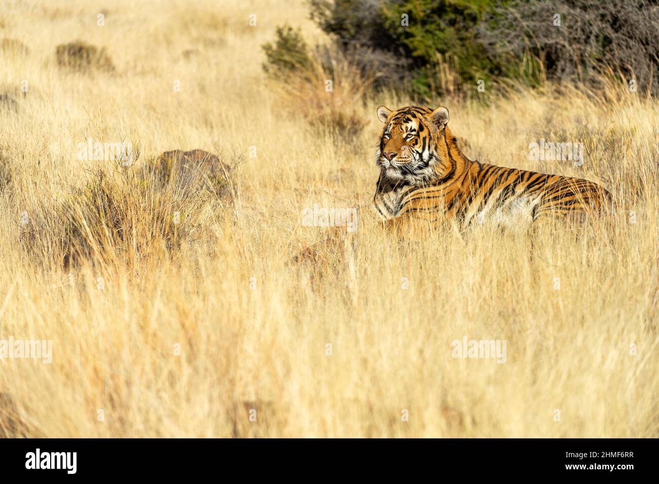 Tigre du Bengale (Panthera tigris tigris tigris) couché sur la roche dans la haute herbe, ferme de Tiger Canyon, Philippolis, Afrique du Sud Banque D'Images