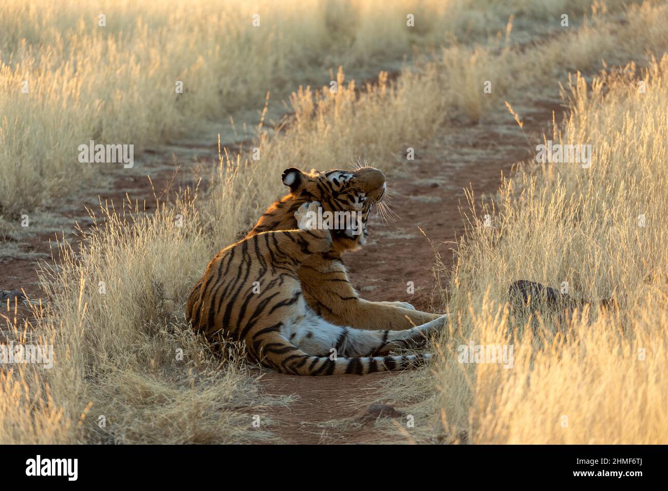 Le tigre du Bengale (Panthera tigris tigris) égratigite sa tête avec la patte arrière, Tiger Canyon Farm, Philippolis, Afrique du Sud Banque D'Images