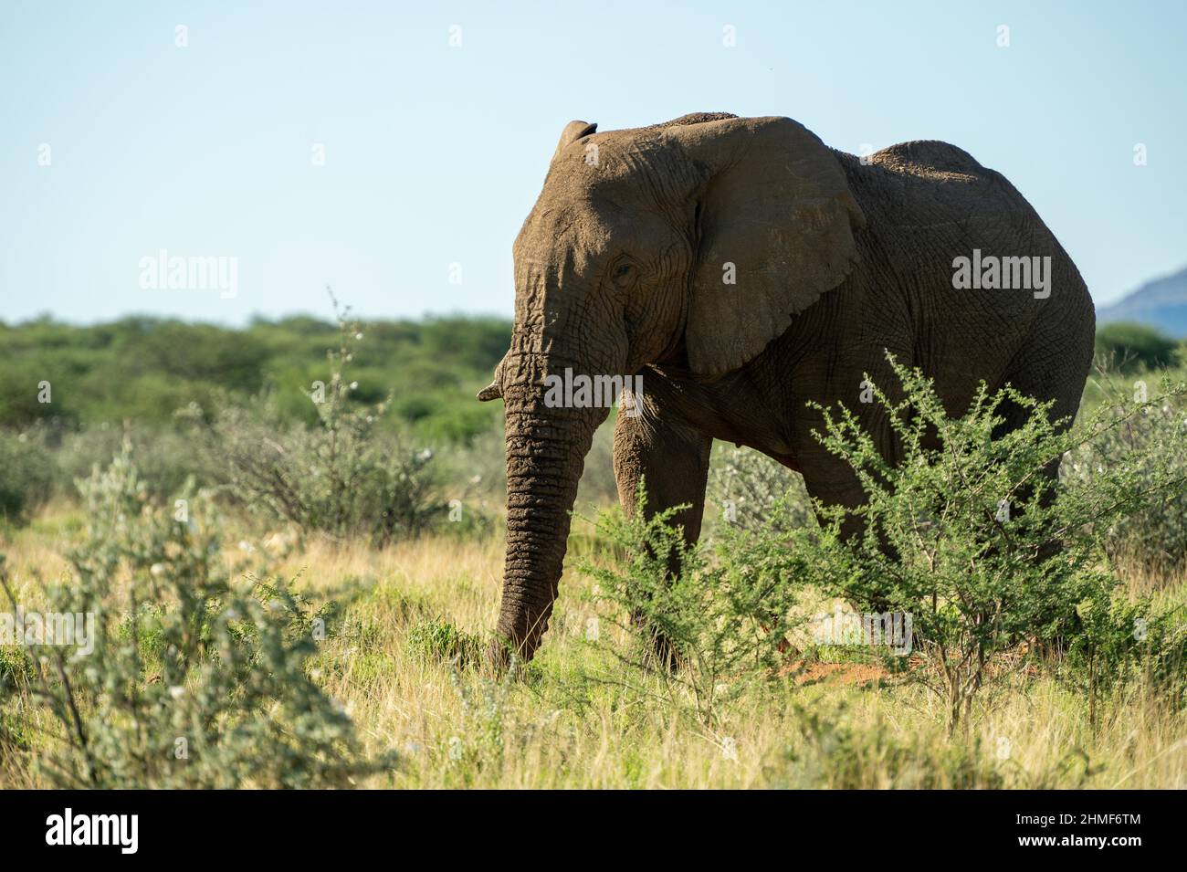 Éléphant d'Afrique (Loxodonta africana) marchant dans le Bush, réserve privée de gibier d'Erindi, Namibie Banque D'Images